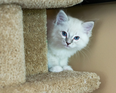 Ragdoll kitten - Simon